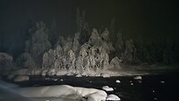 Magical Forest
