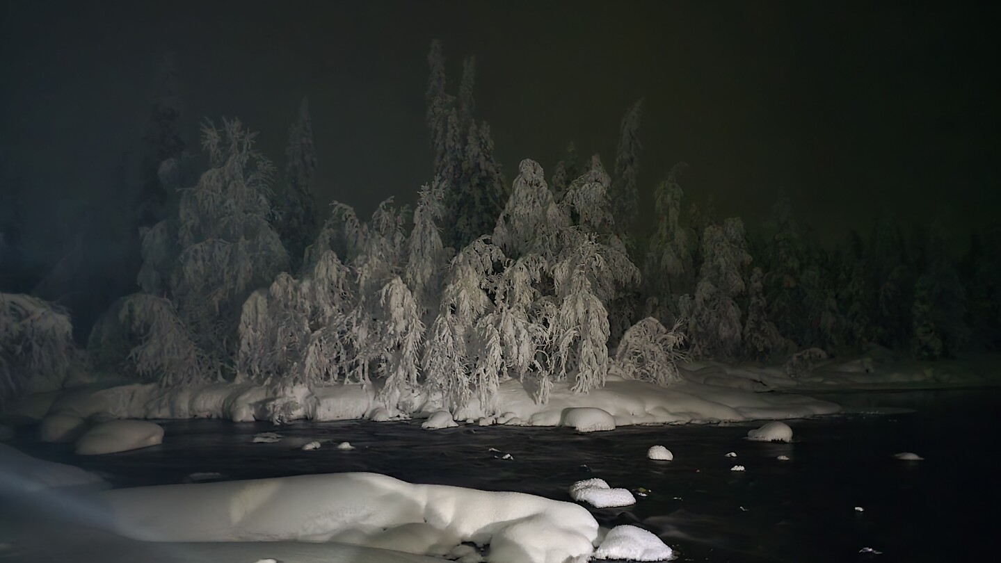 Magical Forest