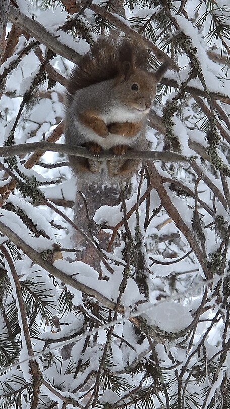 Squirrel Time 🐿
