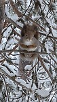 Squirrel Time 🐿