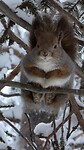 Squirrel Time 🐿