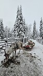 Onze reindeertaxi moet even eten na de rit