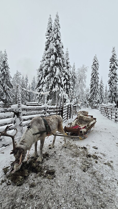 Onze reindeertaxi moet even eten na de rit
