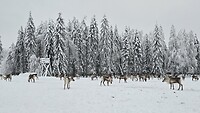 Prachtige plaatjes van de dieren in de vrije natuur