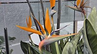 De Strelitzia reginea, paradijsvogelbloem