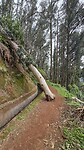 Bomen op het pad