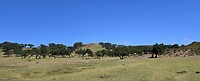 Fanal Forest in the sunshine