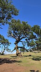 Happy Wizard of Oz tree in Fanal Forest