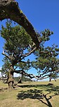 Fanal Forest