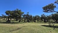 Fanal Forest