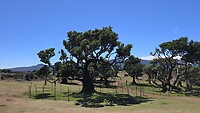 Fanal Forest