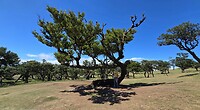 Fanal Forest