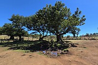 Fanal Forest