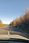 De weg delen met koeien