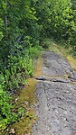 Rotspaden in het bos