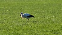 ...natuurlijk ooievaars spotten
