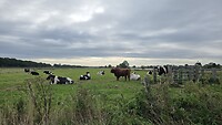 Prachtplaatje voor pontoversteek