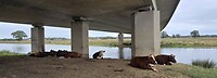 Natuur, beton en koeien...het kan allemaal samen