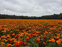 Mooie velden vol kleurige afrikaantjes