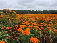 Genieten van de mooie kleurcontrasten