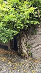 Mooie boom tegen in de straten van Maastricht