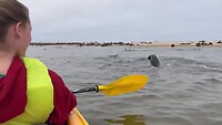 Kajakken tussen de zeehonden