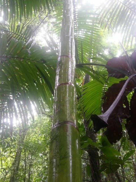 bamboe