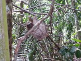 Sloth (luiaard) in manuel antonio park