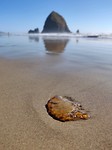 IMG_20180718_173421_Bokeh