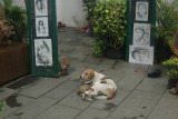 Straathond voedt haar pups.