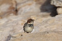 IMG_0688