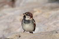 IMG_0690