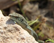 IMG_0707