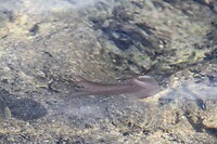 IMG_0731