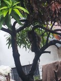 Een aapje gespot in de boom