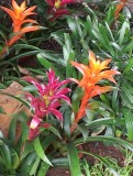 Opnieuw hele mooie bloemen