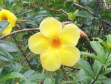 Zoveel mooie bloemen overal
