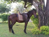 Ranch