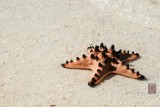 Starfish
