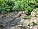 Monitoring Lizard