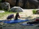 Macacques op het strand