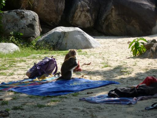 Macacques op het strand