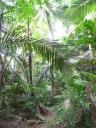 Jungle Trek naar Monkey Bay