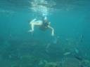 Snorkelen