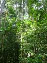 Endau Rompin