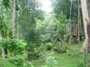 Hanging bridge