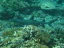 White tip reefshark