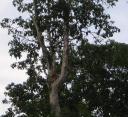 Proboscis aap bij de rivier