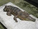 Krokodil zonder staart in de Crocodile farm