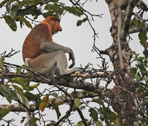 Proboscis aap dichtbij bij de Kinabantang rivier